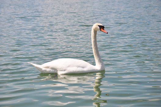 Swan (Cygnus olor)