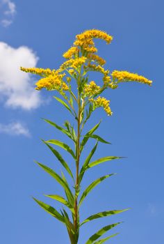 Giant goldenrod (Solidago gigantea)