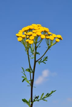 Tansy (Tanacetum vulgare)