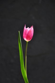 Purple tulip