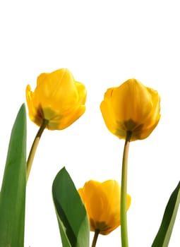 Yellow tulips