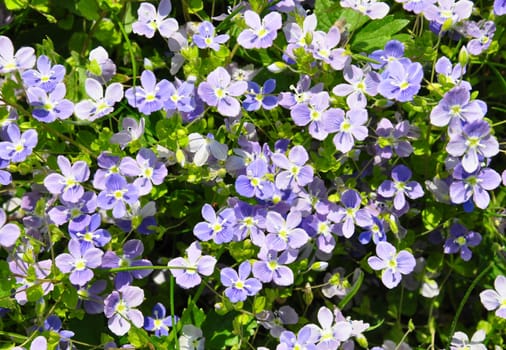 Slender speedwell (Veronica filiformis)