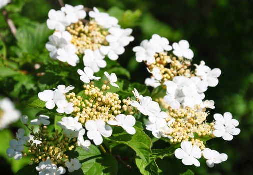 Guelder rose (Viburnum opulus)