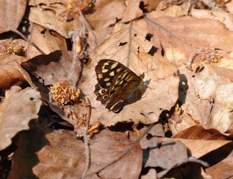 Speckled wood (Pararge aegeria) 