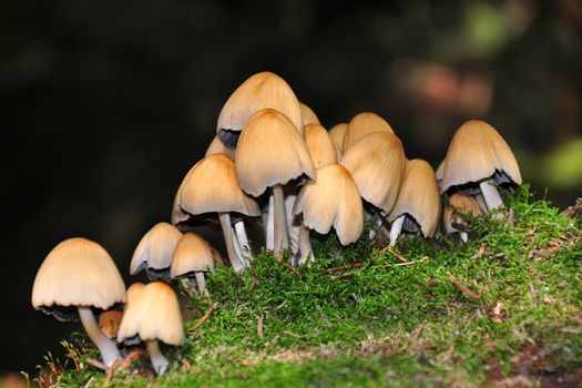 Forest mushrooms