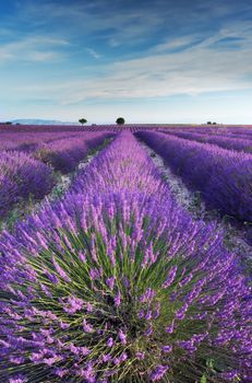 A rich lavender field in Provence, France in the early hours of the morning