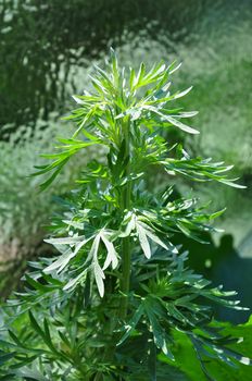 Wormwood (Artemisia absinthium)