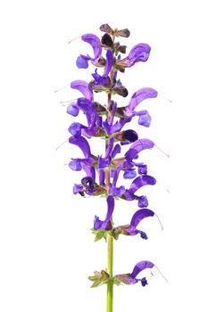 Meadow sage (Salvia pratensis)