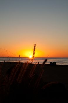 Close-up of wild desert grass with the ocean & sunrise in the horizon behind it.