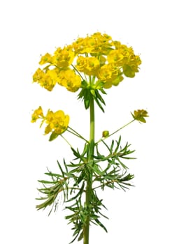 Cypress spurge (Euphorbia cyparissias)