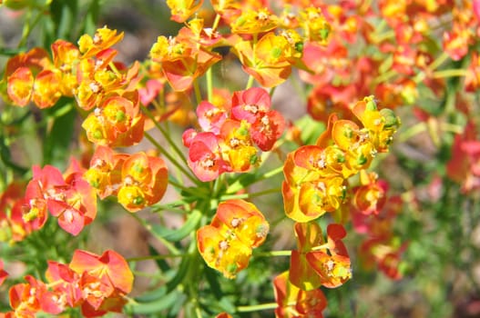 Cypress spurge (Euphorbia cyparissias)