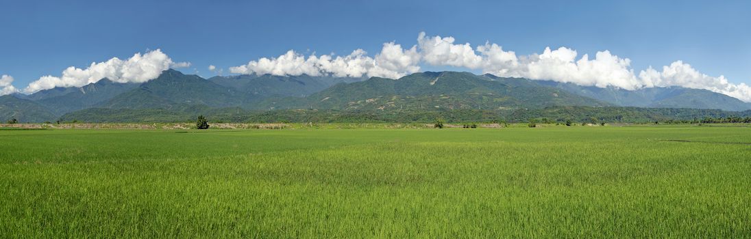Rural scenery of green farm under blue sky, landscape in Hualian , Taiwan, Asia.
