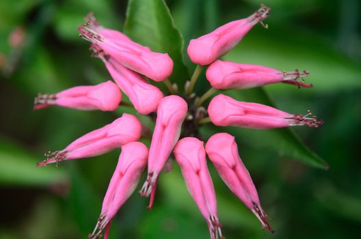 flamingos look alike flowers