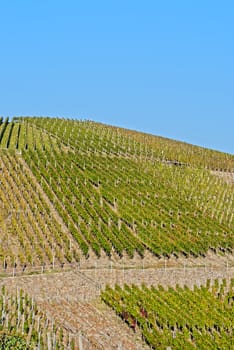 Wine field under the sun, Rheinland-Pfalz, Germany