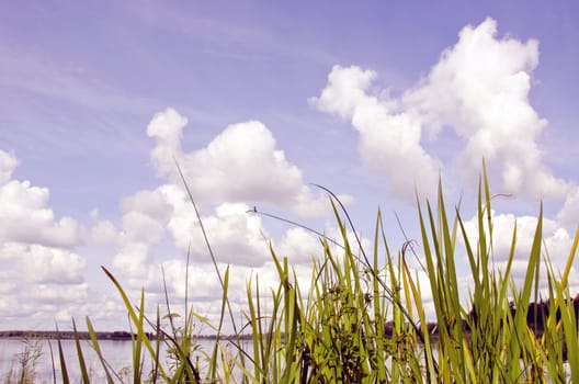 Glimpse of the lake and cloudy sky over the lake shore plants.