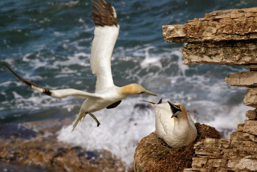 A Male Northern Gannet returns to his mate at Bempton Cliffs in Yorkshire, England. 