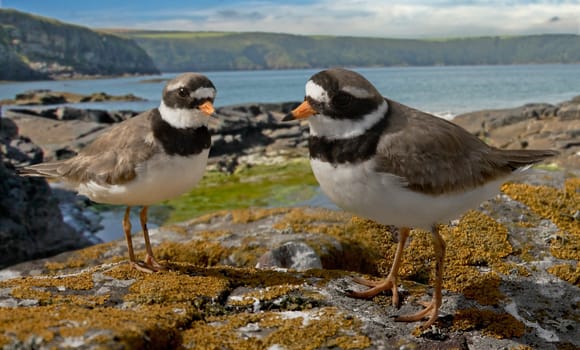 A pair of Ringed Plovers by the coast in Pembrokshire, Wales.