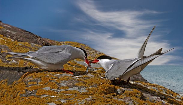 A male Arctic Tern gives his catch to the female on the Farne Islands near the coast of Northumberland, England.