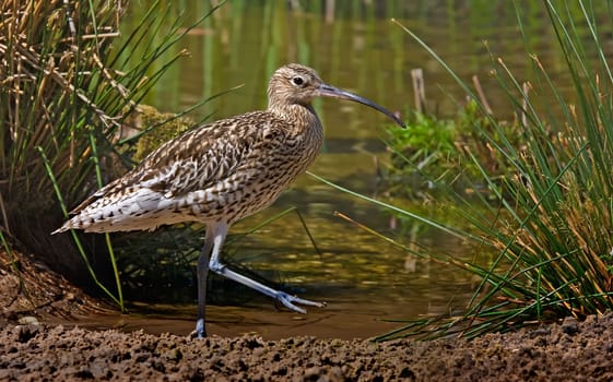 An adult Curlew walks beside a pool in Norfolk, England.