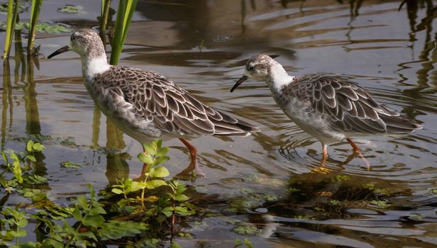 Two female Ruffs in a marshy area in Suffolk, England.