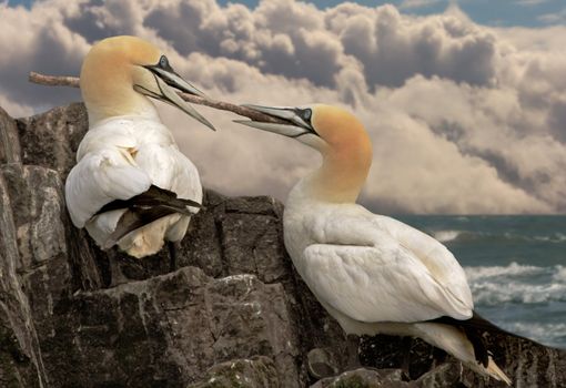 A pair of Northern Gannets consider using a stick in their nesting material on Bass Rock in Scotland.