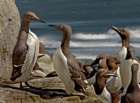 Guillemots nest in large colonies on rocky cliffs facing the sea.