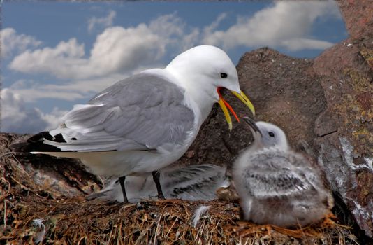 A female Kittiwake looks after her live chick whilst her other lies dead by her feet.