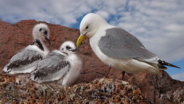 A female Kittiwake looking after her two chicks on a sandstone cliff in Scotland.