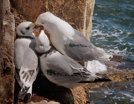 A female Kittiwake with two hungry chicks on Farne Islands off the coast of Northumberland, England.