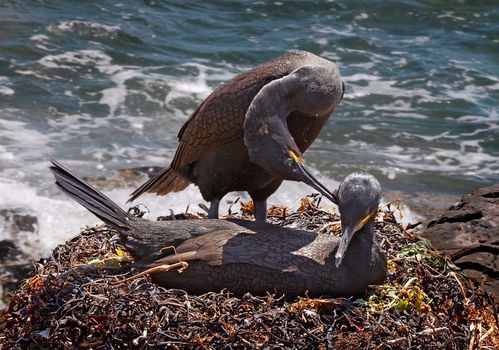 A male and a female Shag get together at mating time on the Farne Islands near the Northumberland coast in England.