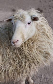 Close up of a sheep looking into the camera