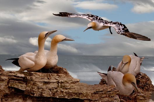 Northern Gannets spend the summer together at various sites around the British and Irish coasts.