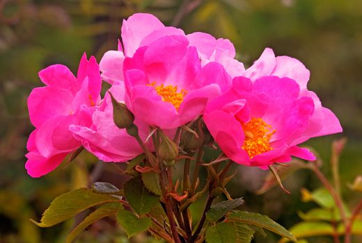 The Cariad rose is a large shrub rose and the name Cariad is Welsh for Love.