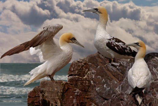 Immature young Northern Gannets gather together on Bass Rock in Scotland during the summer months.