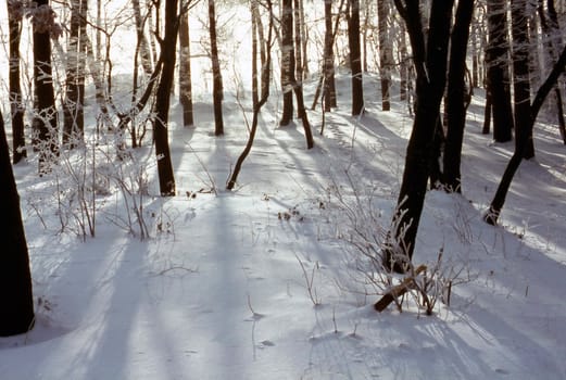 Winter in forest