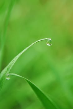 natural water drops on fresh green grass in the morning