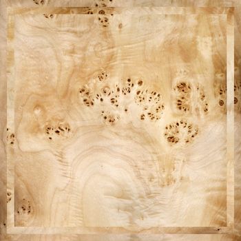 Abstract backgrounds, square on a natural wood, poplar root