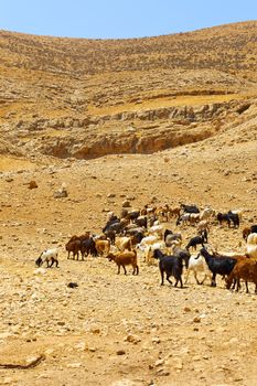 Herd of Goats Grazing in the Mountains of Samaria, Israel