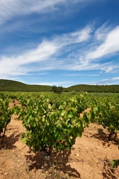 Young Vineyard in Southern France, Region Rhone-Alpes