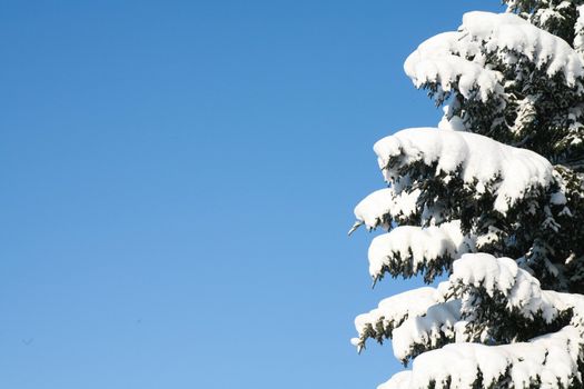 Close up of a snow coverd tree