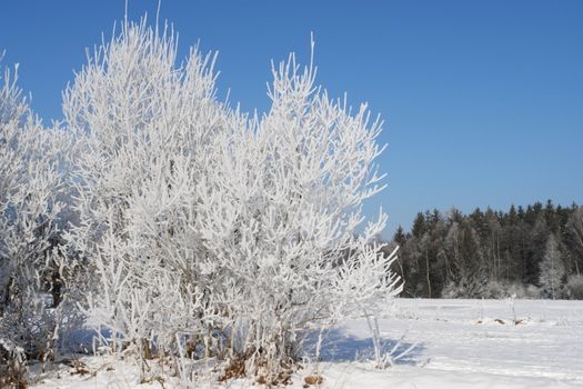 a red bauble in snowy winter landscape