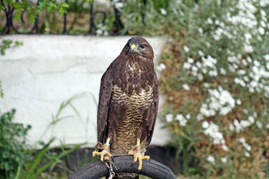 bird of prey in show