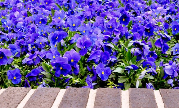 Purple Flowers Brick Wall