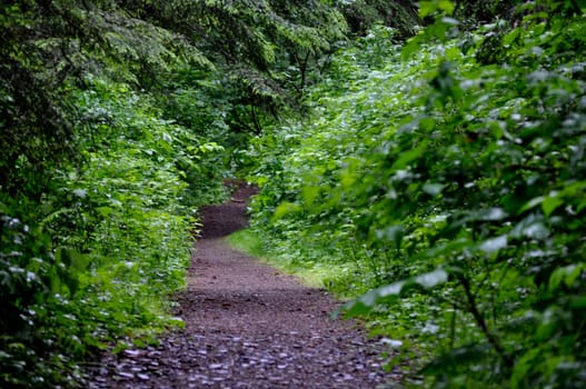 Path in the foliage