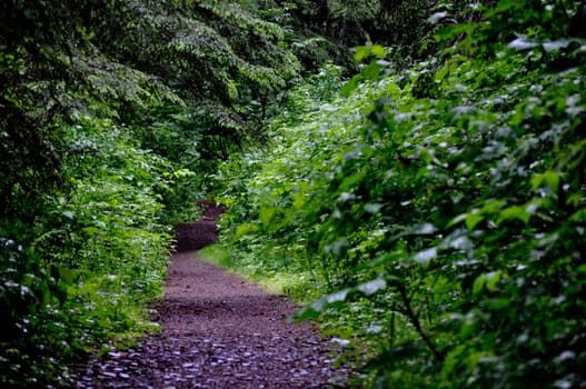 Path in the foliage