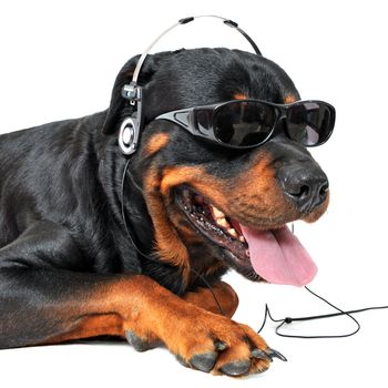 portrait of a purebred rottweiler with sunglasses and music in front of white background
