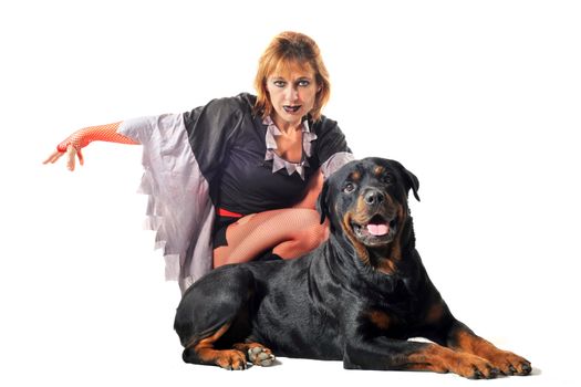 portrait of a witch a purebred rottweiler in front of white background