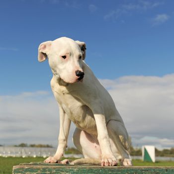 portrait of a purebred puppy argentinian dog sitting on a table