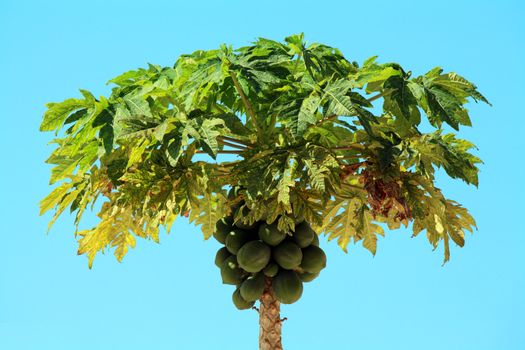 Papaya tree in Zanzibar on a sunny day