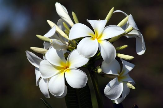 Frangipane flower in Zanzibar on a sunny day